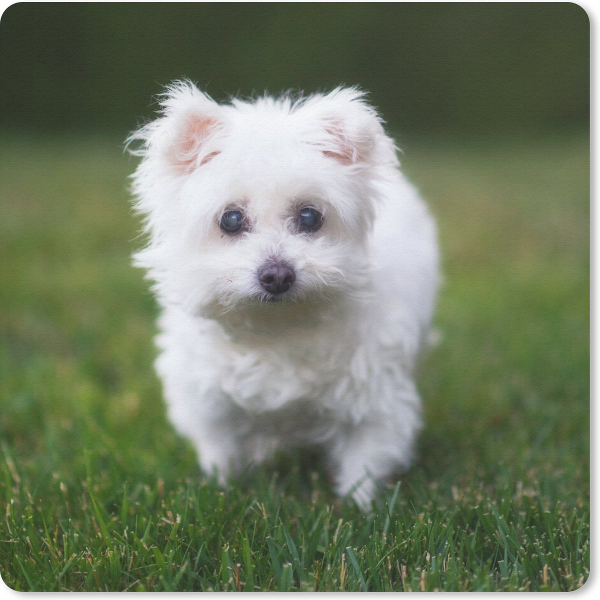 Muismat 20x20 cm - Mousepad Maltezer hond op een grasveld - Muismatten