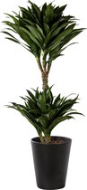 Plant in hydrocultuur systeem van Botanicly: Drakenboom met weinig onderhoud – Hoogte: 85 cm – Dracaena derem. Janet Craig