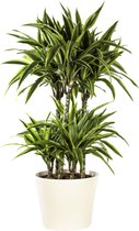 Plant in hydrocultuur systeem van Botanicly: Drakenboom met weinig onderhoud – Hoogte: 95 cm – Dracaena derem. Lemon Lime