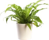 Plant in hydrocultuur systeem van Botanicly: Nestvaren met weinig onderhoud – in crème kleurig hydrocultuur sierpot – Hoogte: 30 cm – Asplenium Antiquum