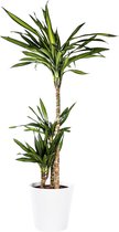 Plant in hydrocultuur systeem van Botanicly: Drakenboom met weinig onderhoud – Hoogte: 95 cm – Dracaena derem. Ricki