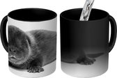 Magische Mok - Foto op Warmte Mok - Otter jong op witte achtergrond - zwart wit - 350 ML