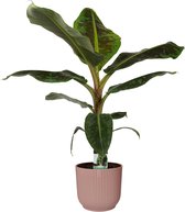Hellogreen Kamerplant - Musa Dwarf Cavendish - 80 cm - ELHO sierpot Vibes Fold Round Delicaat Roze