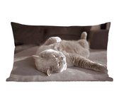 Sierkussen' intérieur Animal Day - Chat sur une chaise grise - 50x30 cm - Coussin intérieur rectangulaire en coton