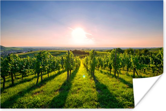 Poster Groene wijngaarden bij een zonsopkomst - 60x40 cm