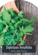Groentezaden - Rucola Zaden - Diplotaxis Tenuifolia - Inclusief Handleiding