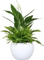 Spathiphyllum in bolschaal – ↨ 35cm – ⌀ 19cm