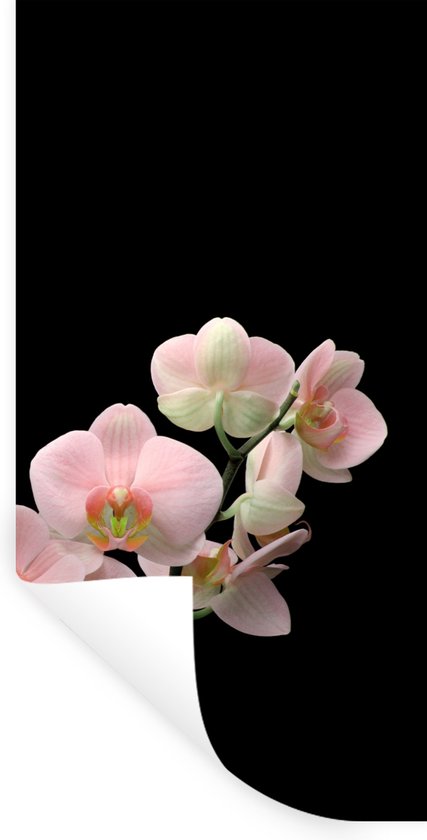 Stickers muraux - Film autocollant - Orchidée - Fleurs - Rose - Nature morte - Flora - 20x40 cm - Film adhésif - Stickers muraux muraux Chambre d'enfant - Papier peint autocollant - Papier peint autocollant - Film autocollant