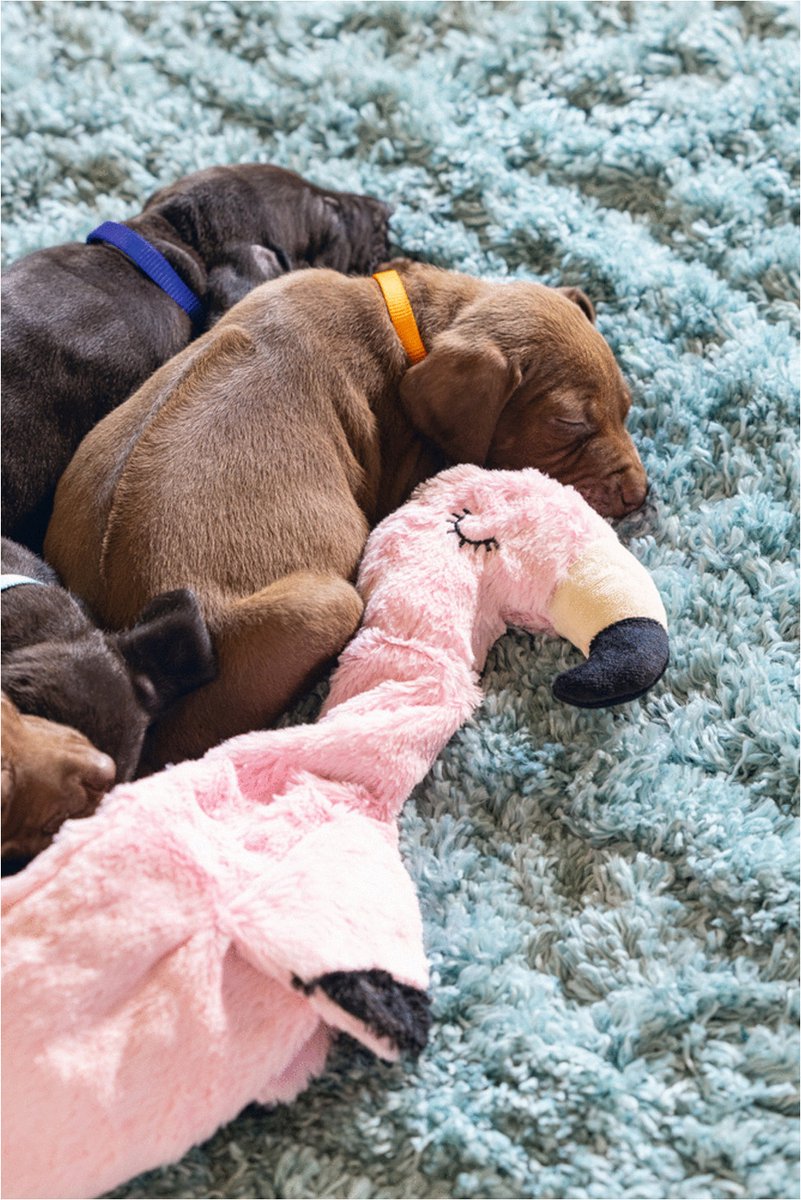 Beeztees Puppy Flatino Flamingo - Zacht knuffeltoyspeelgoed thumbnail 5