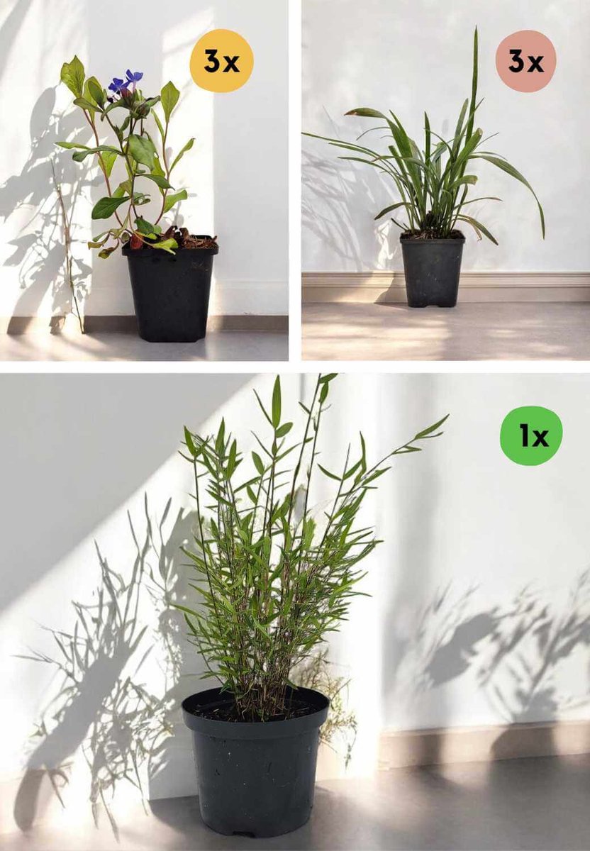 Aziatische Siergras & Bamboe Plant Box | 1x Fargesia jiuzhaigou Limited (2.5L | 25+ cm Hoog | Niet-woekerend | Winterhard | Wintergroen) | 3x Ophiopogon japonicus (P9 / 15+ cm Hoog | Siergras) | 3x Ceratostigma Plumbagoides (P9 / 15+ cm | Siergras)
