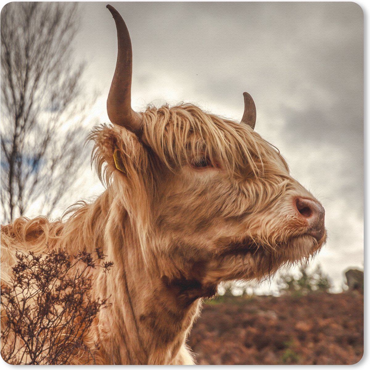 Muismat 30x30 cm - Mousepad Schotse Hooglander - Struik - Heide - Muismatten