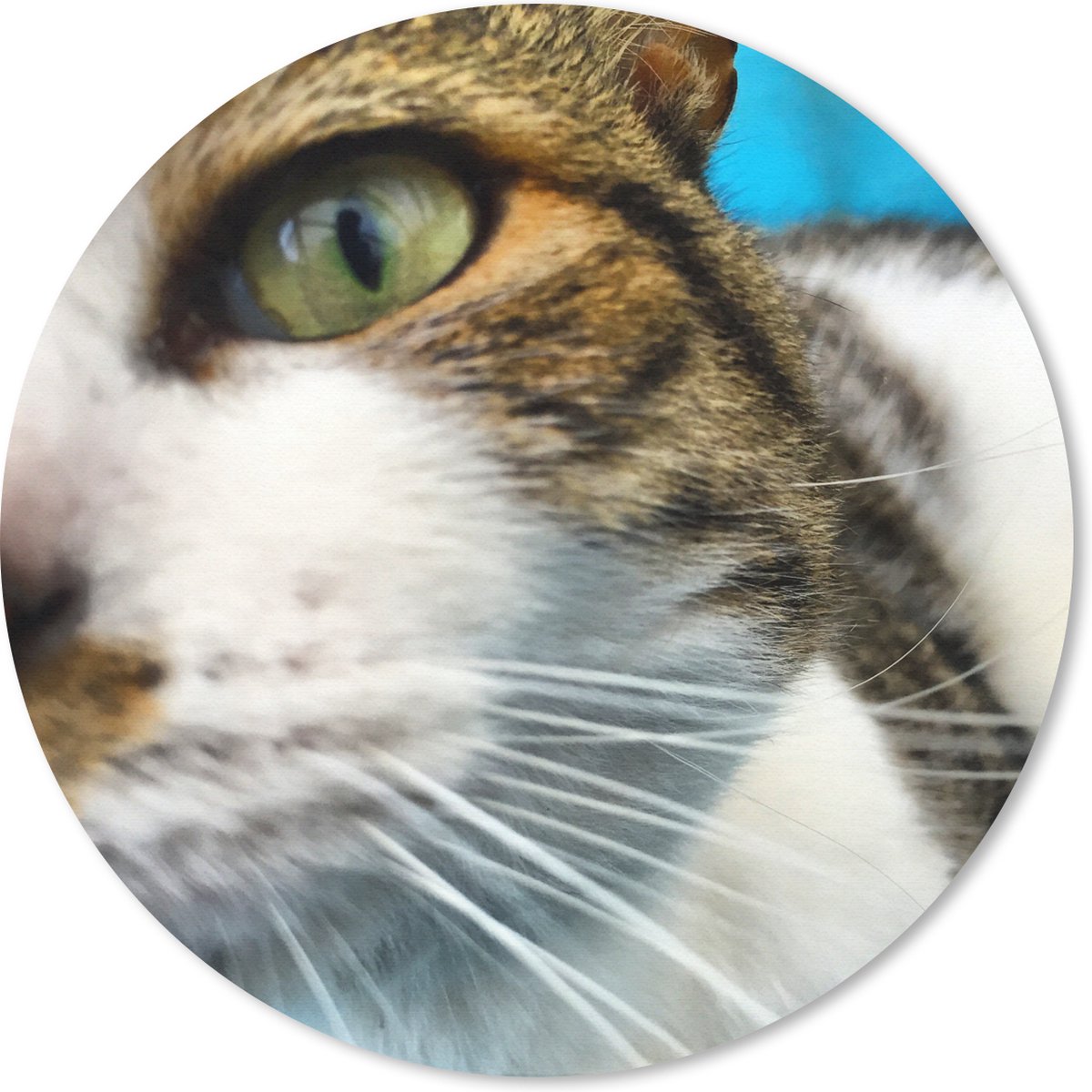 Muismat rond 40x40 cm - Mousepad Kat - Poot - Hoofd - Ronde muismatten