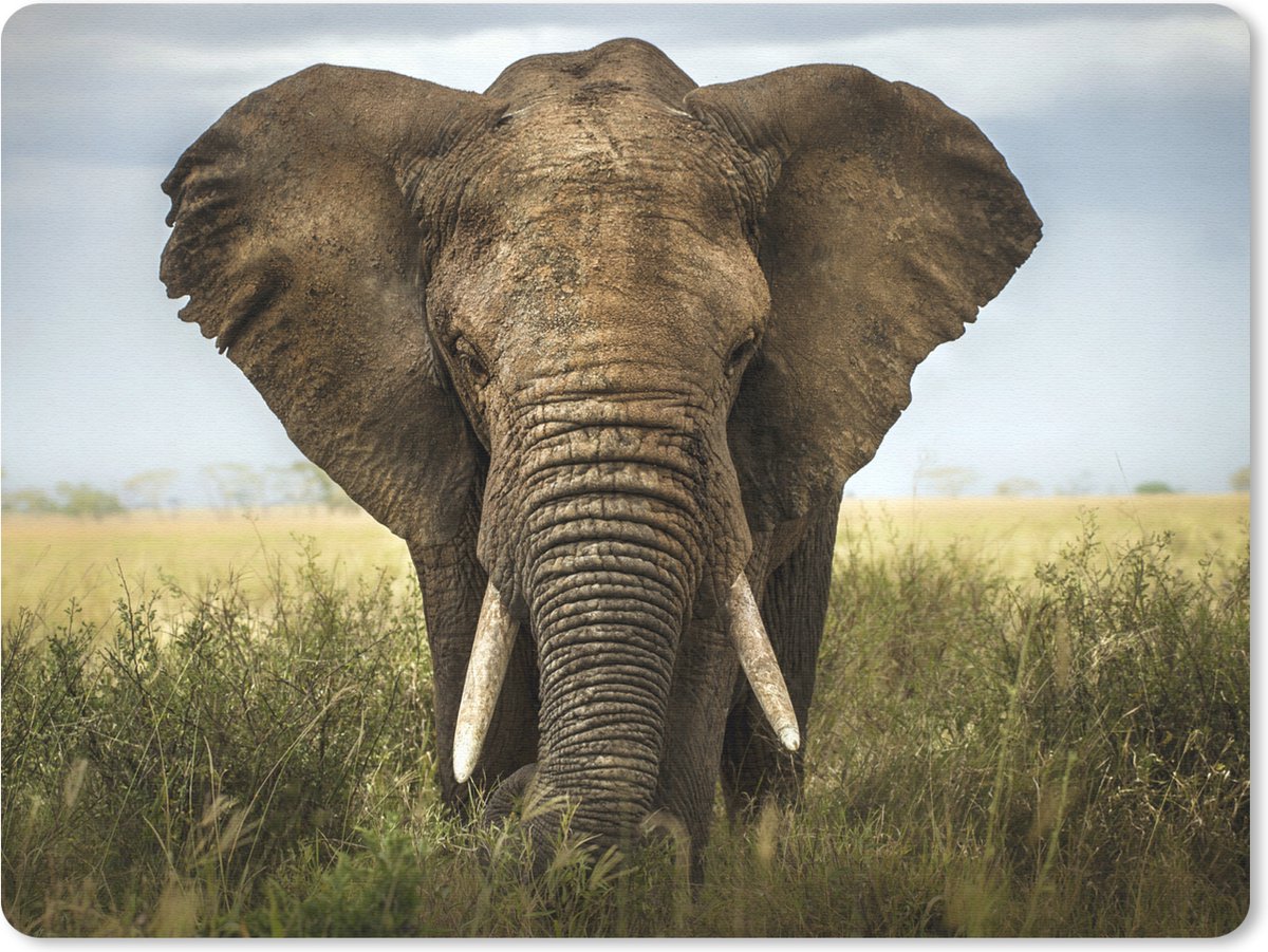 Muismat 23x19 cm - Mousepad Olifant - Natuur - Gras - Dieren - Landschap - Muismatten