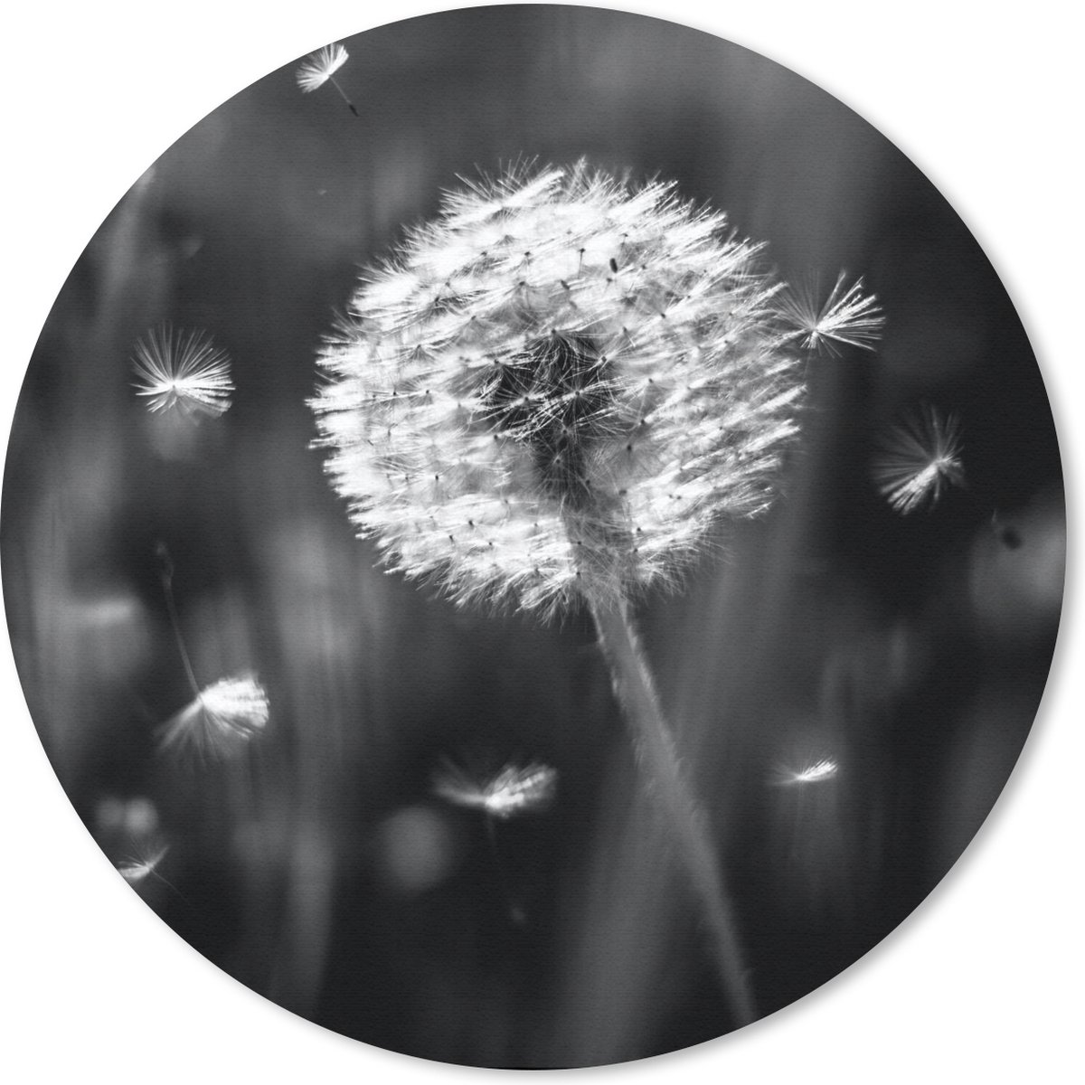 Muismat rond 20x20 cm - Mousepad Paardenbloem - Zwart - Wit - Plant - Ronde muismatten