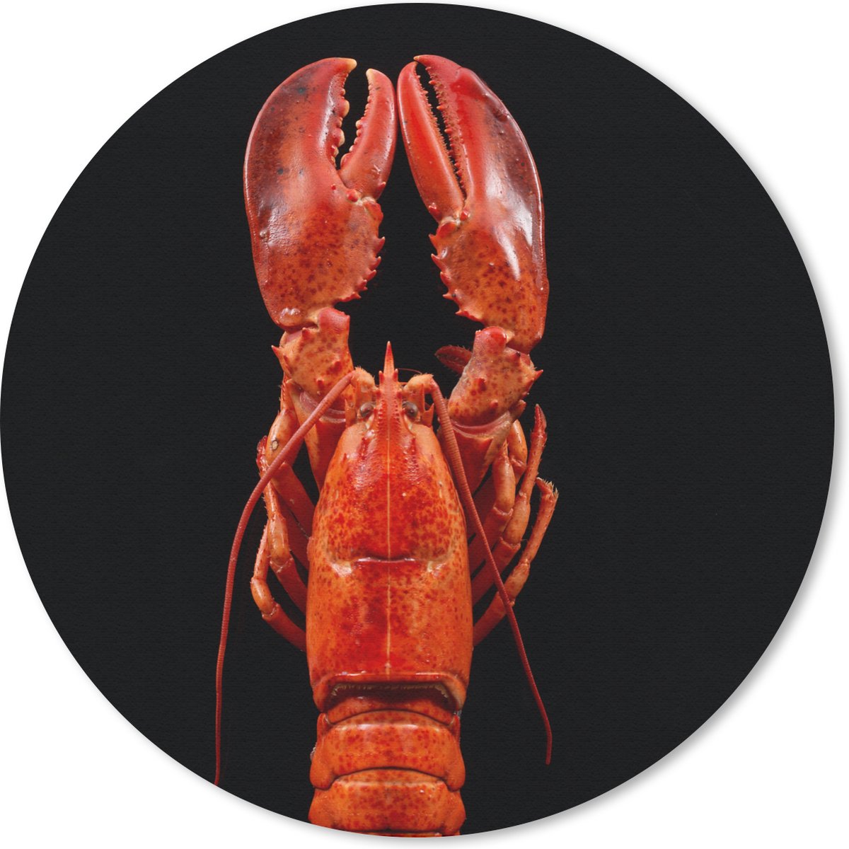 Muismat rond 40x40 cm - Mousepad Kreeft - Rood - Portret - Ronde muismatten