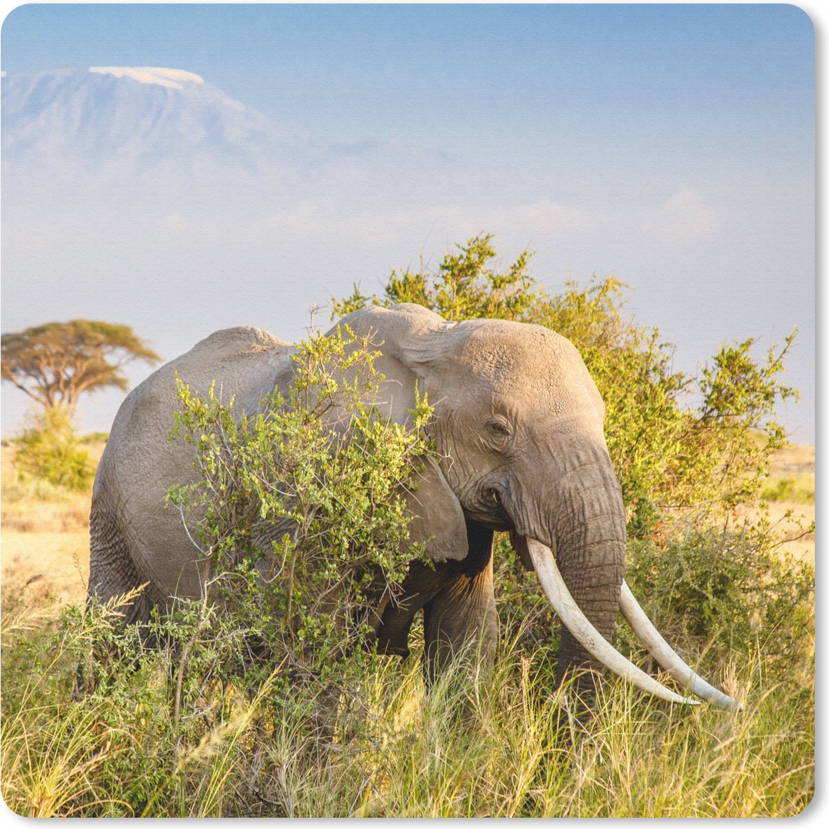 Muismat 20x20 cm - Mousepad Olifant - Dieren - Gras - Groen - Berg - Muismatten