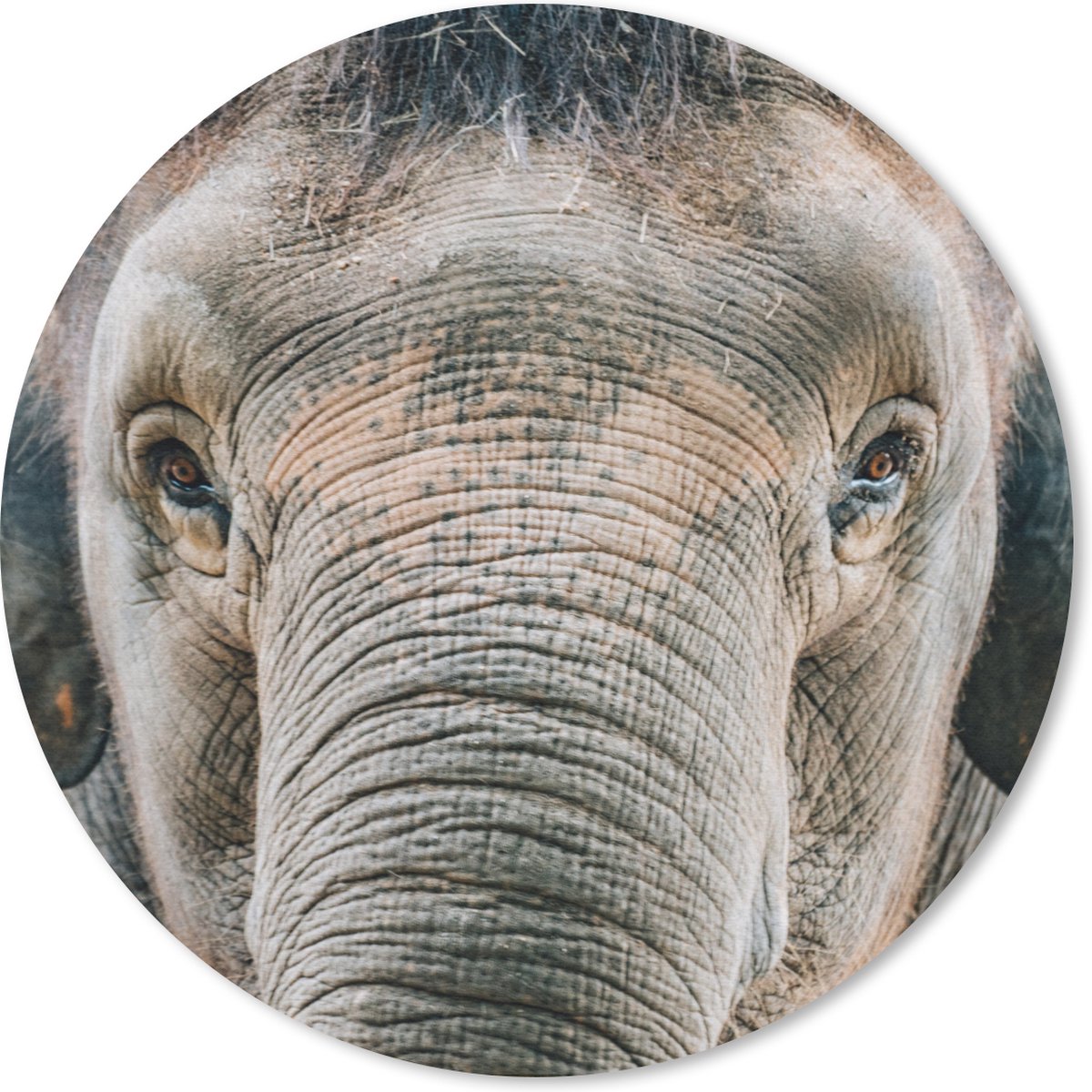 Muismat rond 40x40 cm - Mousepad Olifant - Portret - Dieren - Grijs - Ronde muismatten