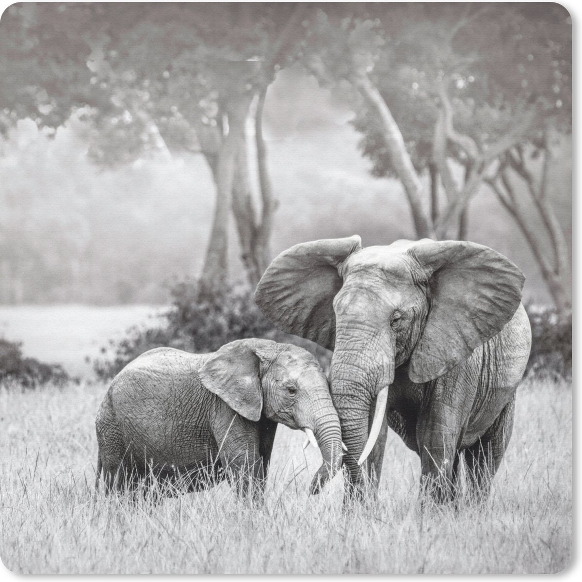 Muismat 30x30 cm - Mousepad Olifant - Dieren - Natuur - Zwart wit - Muismatten