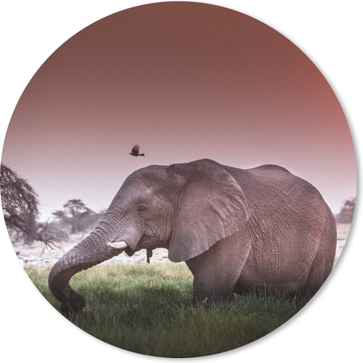 Muismat rond 20x20 cm - Mousepad Olifant - Gras - Zon - Dieren - Ronde muismatten