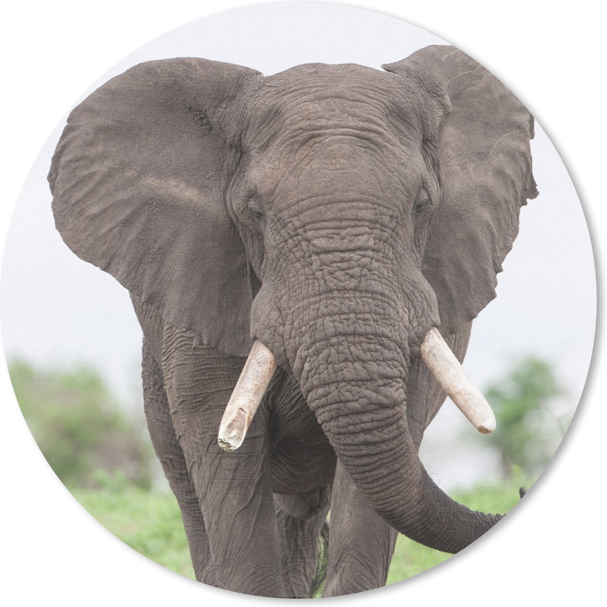 Muismat rond 40x40 cm - Mousepad Olifant - Dieren - Gras - Natuur - Ronde muismatten