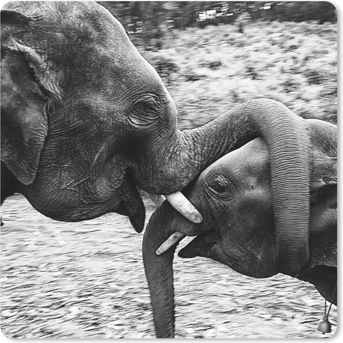 Muismat 20x20 cm - Mousepad Olifant - Dieren - Natuur - Zwart wit - Muismatten