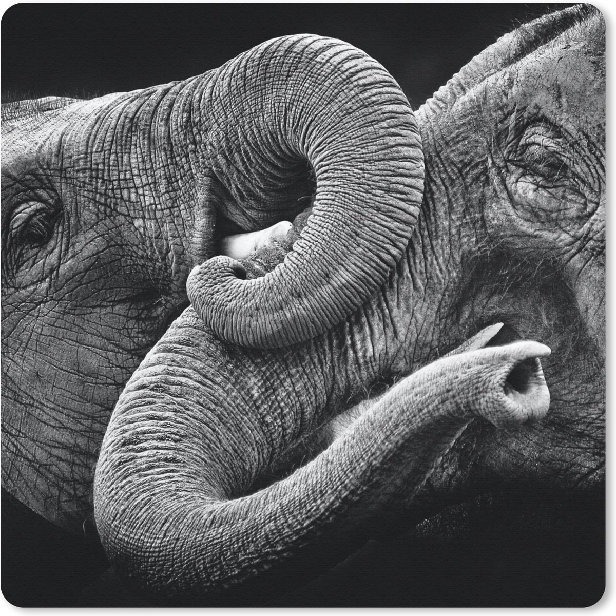 Muismat 30x30 cm - Mousepad Omhelzing olifanten op zwarte achtergrond in zwart-wit - Muismatten