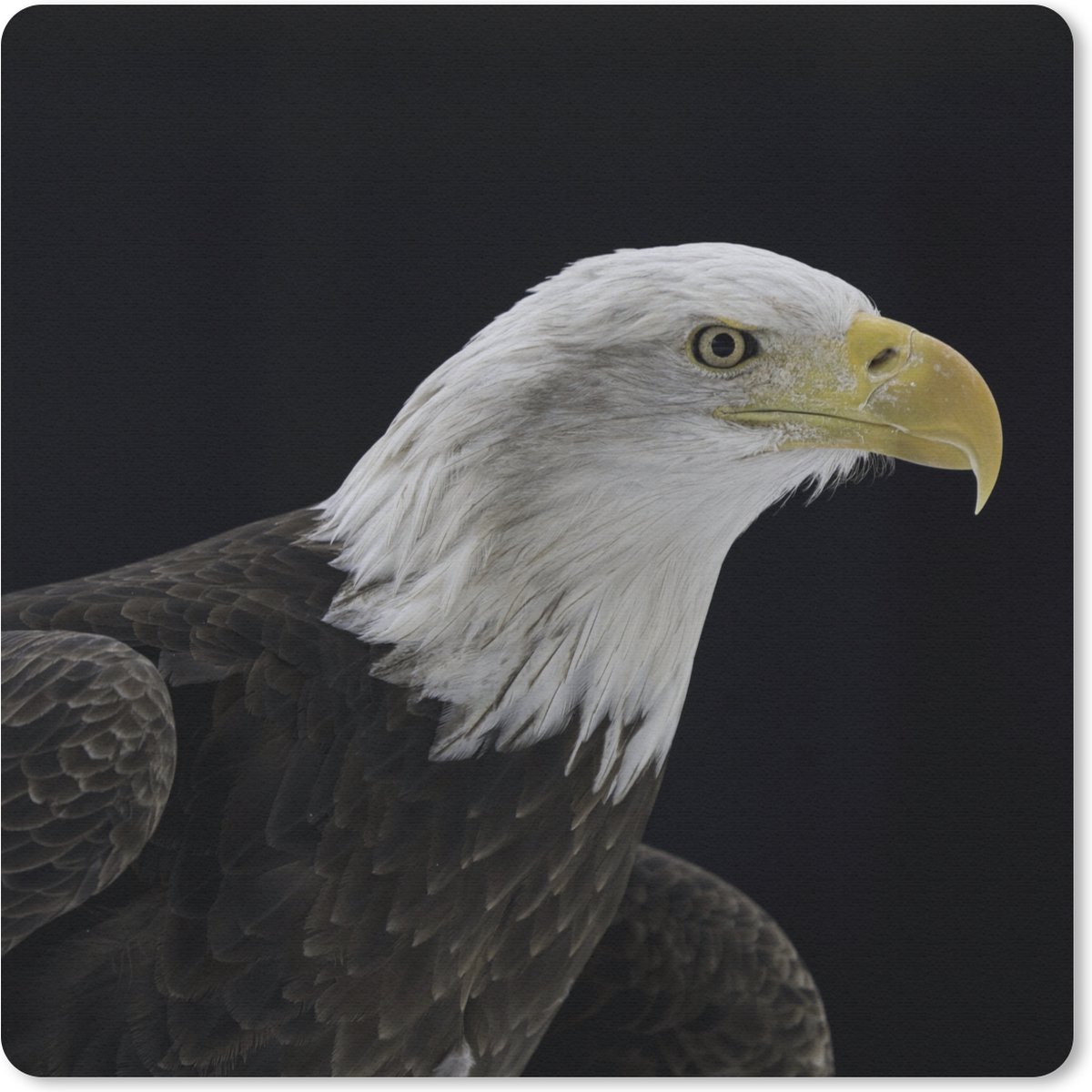 Muismat 30x30 cm - Mousepad Adelaar - Vogel - Snavel - Zwart - Muismatten