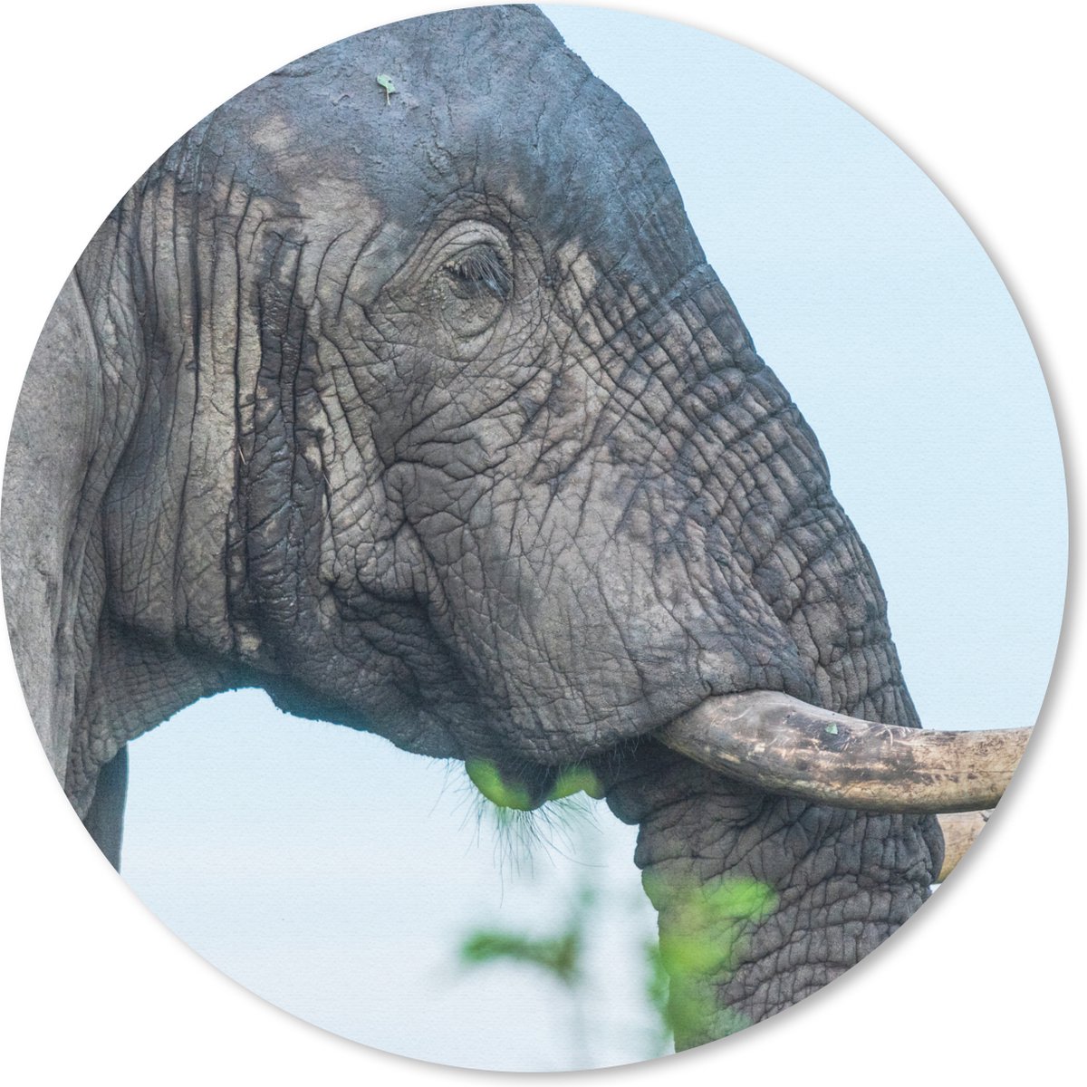 Muismat rond 40x40 cm - Mousepad Olifant - Dieren - Grijs - Natuur - Ronde muismatten