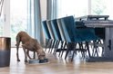 Weimaraner eet uit grijze voerbakken op een beige placemat, met stoelen en tafel.