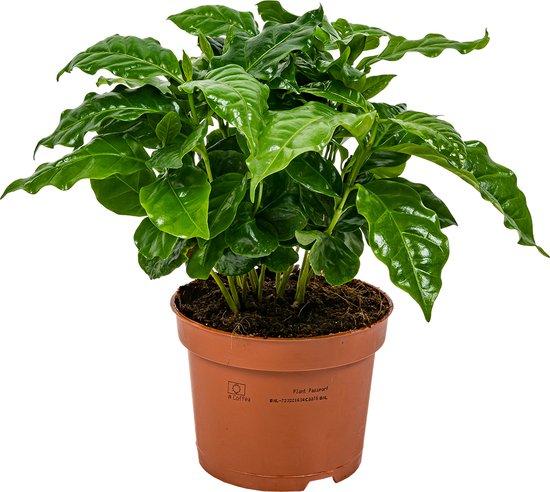 Foto: Coffea arabica koffieplant kamerplant groene plant voor binnen 12 cm 25 cm