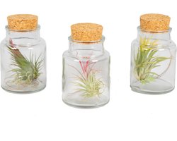 Bloomique - Mix van 3 - Tillandsia in Glas- Luchtplantjes - Kamerplanten - Zeer Gemakkelijk Te Verzorgen - 5-15 cm groot