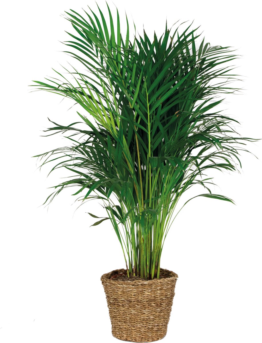 Bol.com Bloomique - Dypsis Lutescens - Goudpalm - Areca - Palm - Kamerplanten - Luchtzuiverend - Diervriendelijk - Hoogte 100-11... aanbieding