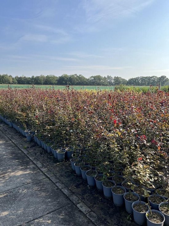 Rijen jonge rode beuken in grijze plastic potten op een kwekerijterrein onder een blauwe lucht.