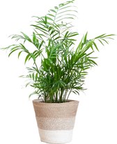 Cadeauplanten.nl | Chamadorea Elegans met Mand Lissabon wit - Ø17cm - 55cm hoog - Kamerplant - Groenblijvend