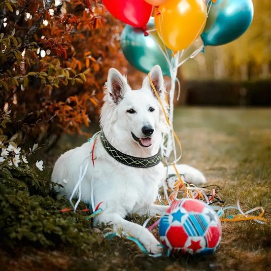 Nivard Collier Lumineux - Collier Lumineux - Lumineux - Chien - Chat - Lumineux - Collier pour Chien LED - Rechargeable - Blauw - L