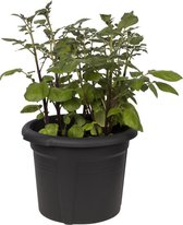 Elho Green Basics Pot De Pommes De Terre 33 - Pot De Fleurs pour Extérieur & Récolte - Ø 32.3 x H 25.7 cm - Noir