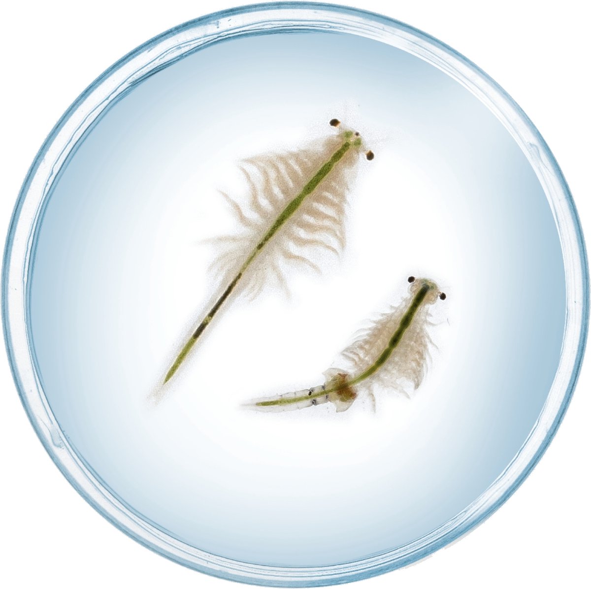 KOSMOS Saltwater Creatures - Experimenteerset - Kweek Je Eigen Pekelkreeftjes - Complete Kweekset met Aquarium, Vergrootglas en Decoratie - Ontdek Levend Waterleven - STEM Speelgoed - Vanaf 8 Jaa — afbeelding 7