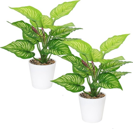 Deze badkamerplanten overleven zonder daglicht