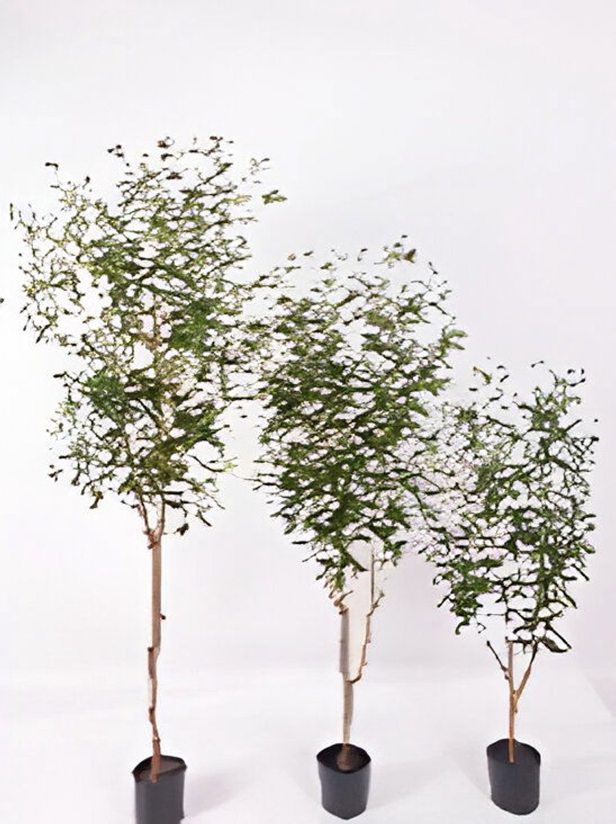 Oosterik home - Olijfboom 120 cm kunstplant Oosterik Home