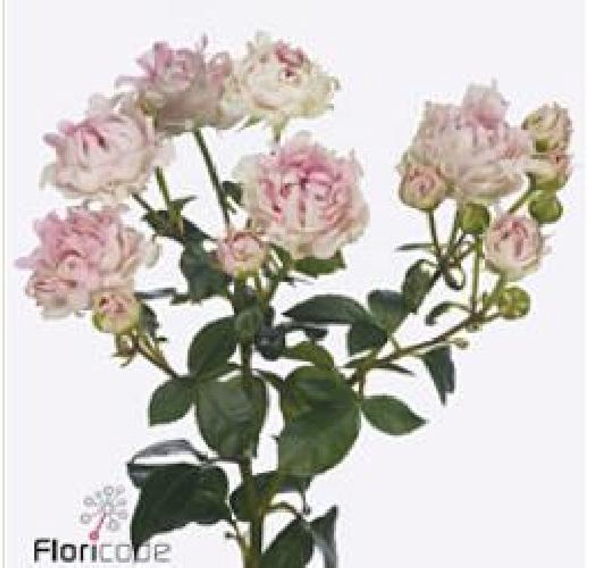 10x Rosa love it 60cm