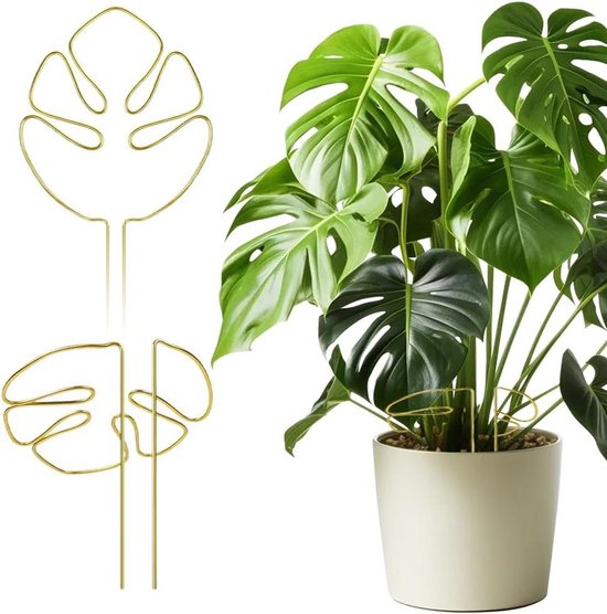 Welke planten kunnen in de volle zon? JAN zocht het uit Welke planten kunnen in de volle zon? JAN zocht het uit