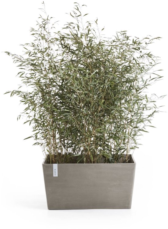 Grijze rechthoekige plantenbak met daarin een groene bamboeplant. Label met ECOPOTS logo aan de voorkant.