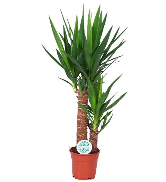 Yucca - Hoogte 80cm - Pot 17cm