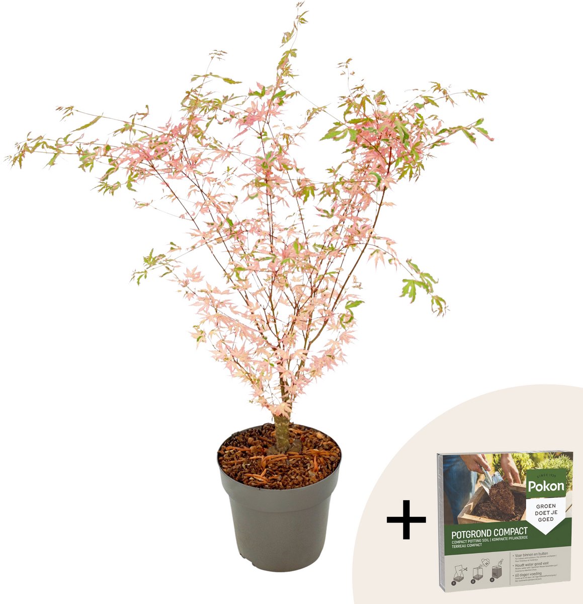 Plant in a Box - Japanese Maple 'Taylor' - Pokon - Japanse Esdoorn winterhard - Limited edition Acer boom - Pot 19cm - Hoogte 50-60cm