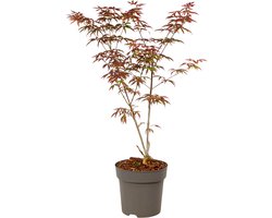 Plant in a Box - Acer palmatum Starfish - Japanse esdoorn winterhard - Pot 19cm - Hoogte 60-70cm