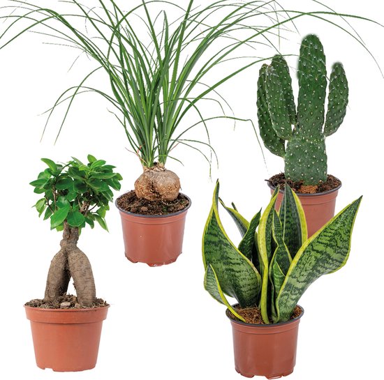 Polyscias kopen - Direct vanuit de kweker - Pots&Plants