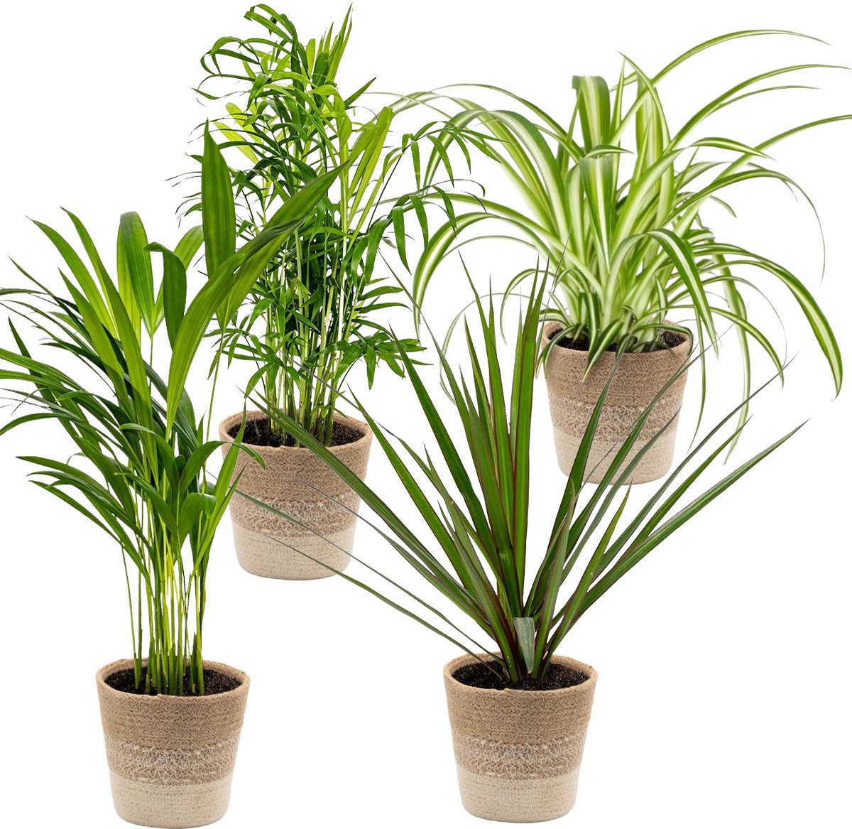 Bol.com Bloomique - Mix van 4 - Luchtzuiverende Mix - Dracaena - Dypsis - Chamaedorea - Chlorophytum - Kamerplanten - Hoogte 20-... aanbieding