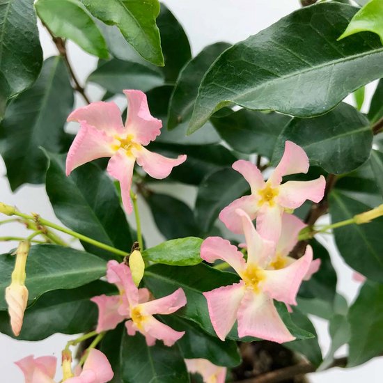 Trachelospermum 'Pink Shower' – Roze Toscaanse Jasmijn – Klimplant - ⌀15 cm - 60-70 cm