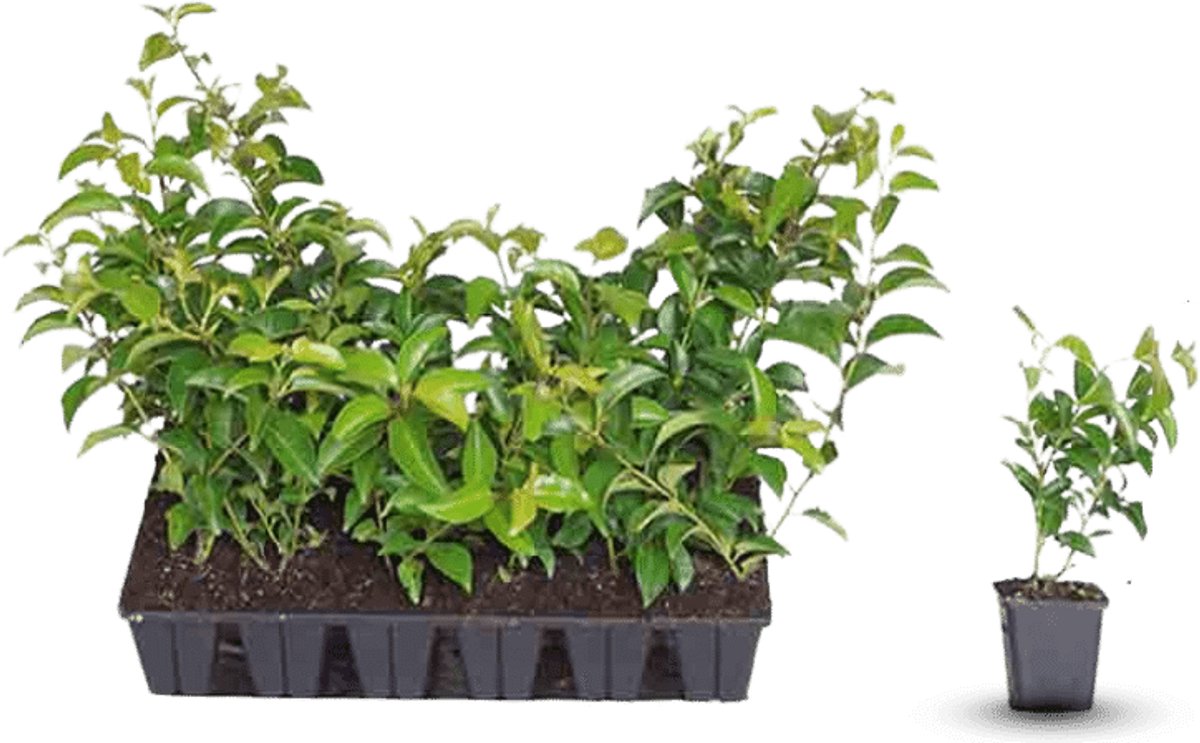 Plants Online - Haagplanten - Laurier 'Tico' - 0.7 liter pot --tray - set van 18 - Dichtbegroeid - Populair bij vogels - Wintergroen - Zeer winterhard