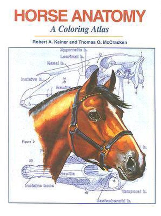 Horse Anatomy - cover